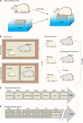 The Effect of Chronic Psychological Stress on Lower Urinary Tract Function: An Animal Model Perspective